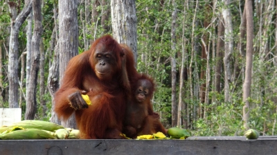 Orang-Utans retten – und uns selbst